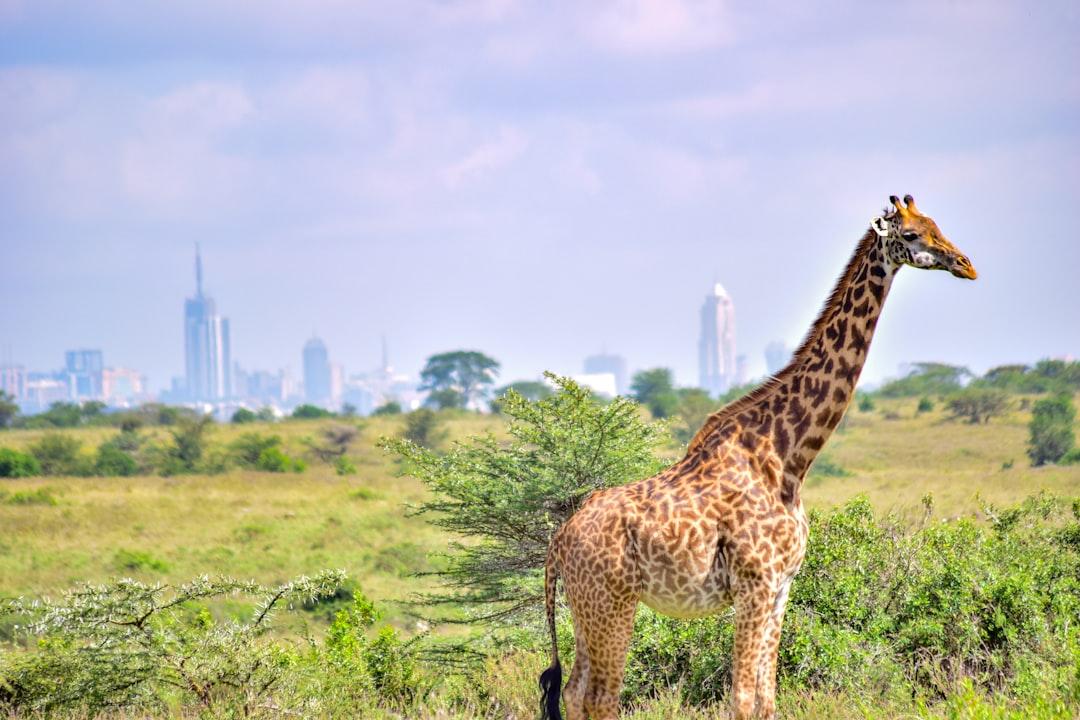 Dolu Dolu Kenya Safari Turu Rotası
