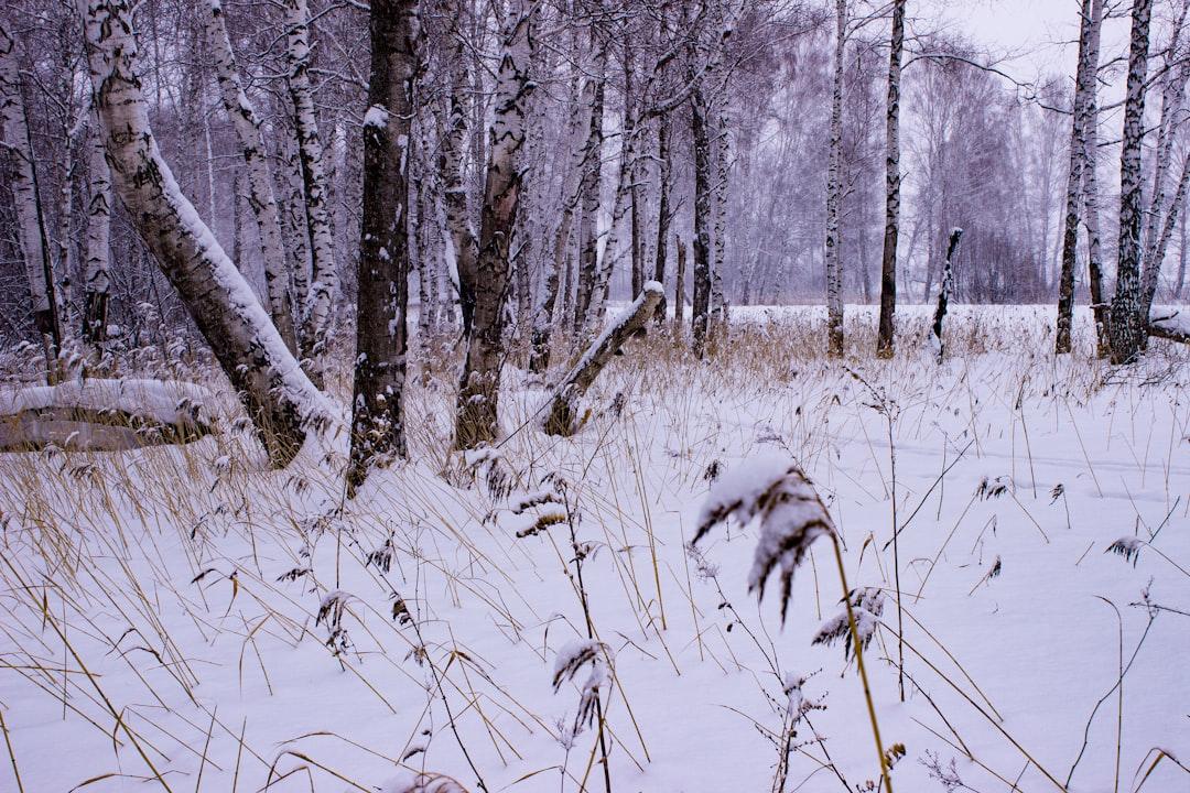 Kemerovo